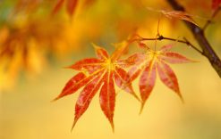 Ayurvediska tips för hösten Höst