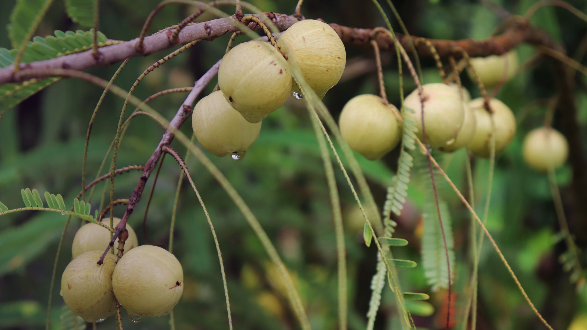 Amalaki – en av de bästa och starkaste av de ayurvediska örterna