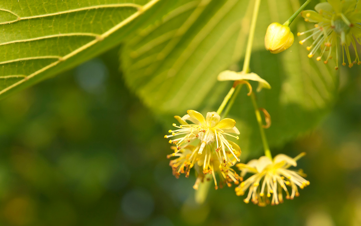 Manjisthas fantastiska effekter